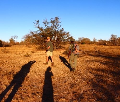 bush walk greater kruger