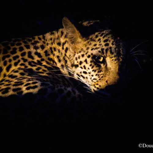 leopard greater kruger