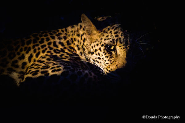 leopard greater kruger
