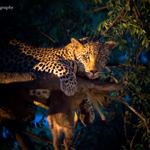 leopard greater kruger