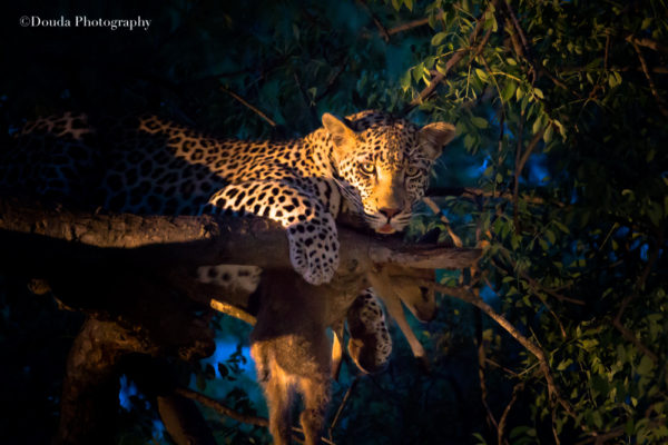 leopard greater kruger