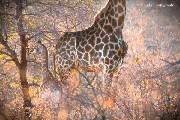 BB GIRAFE WITH MUM