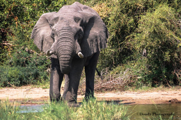 ELEPHANT 2 KNP