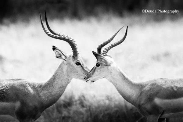 IMPALAS_