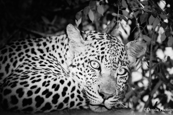 LEOPARD AFRIQUE DU SUD