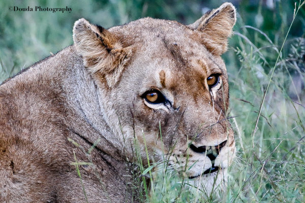 LIONESS PROFILE