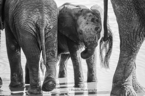 BABY ELEPHANT