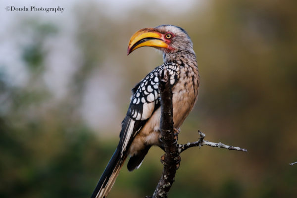 YELLOW HORNBILL 2