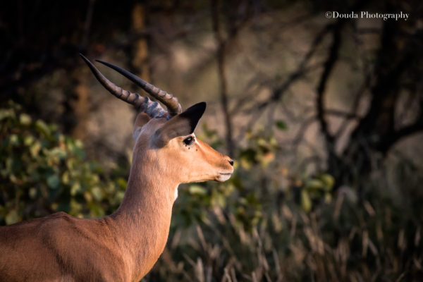 impala color