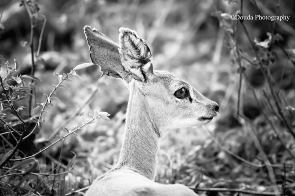 steenbok focus