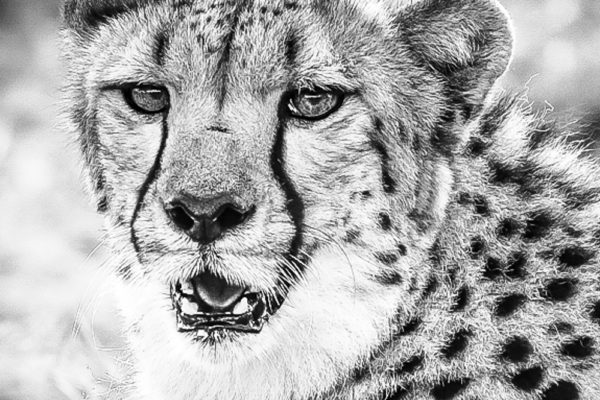 CHEETAH BW ZOOM