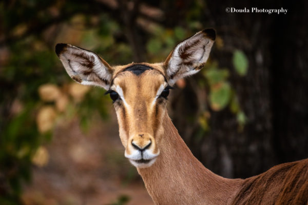 IMPALA KNP