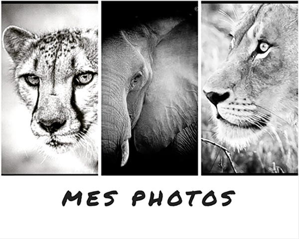 DOUDA WILDLIFE PHOTOGRAPHY