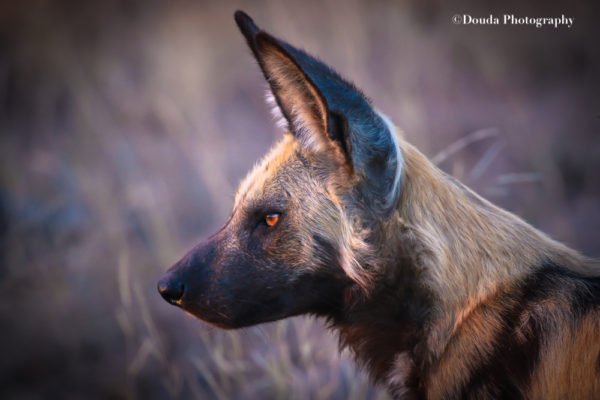 WILD DOG PROFILE