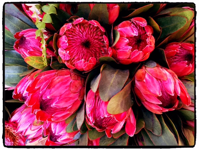 PROTEA FLOWER