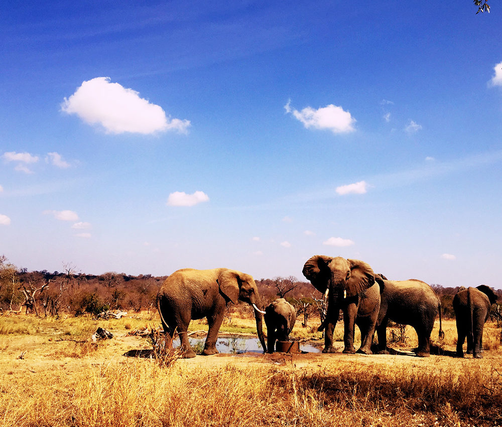 AFRIQUE DU SUD VOYAGE