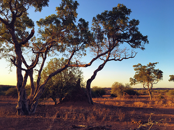 SAVANE AFRICAINE