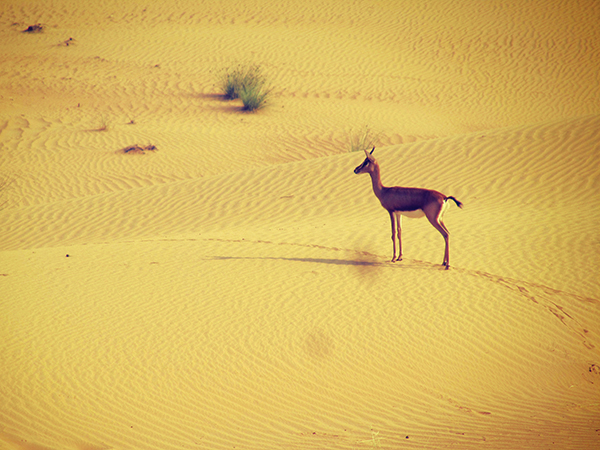 DESERT DUBAI