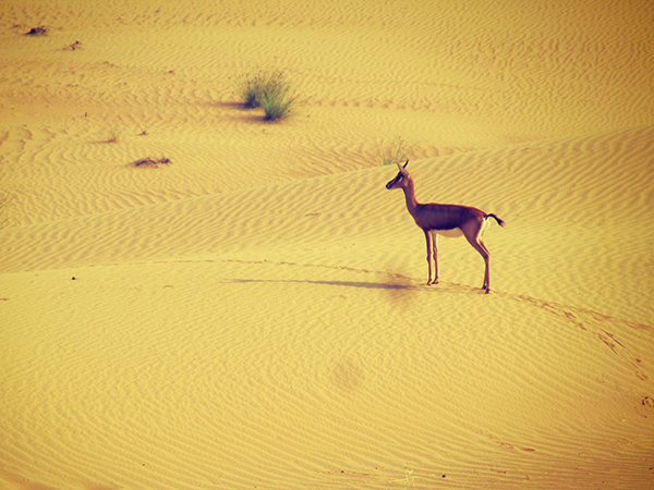 DESERT DUBAI
