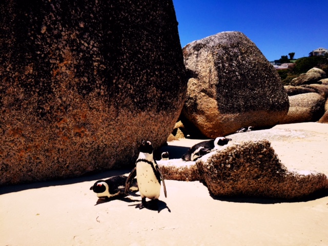 boulders beach