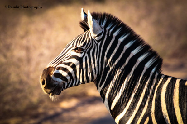 ZEBRA PROFILE KNP