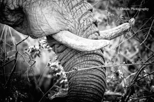 elephant trunk