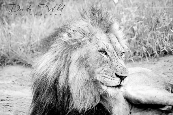 BW LION LAST SIGNED