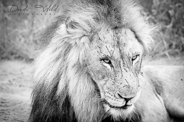 BW LION MANYELETI 3 SIGNED