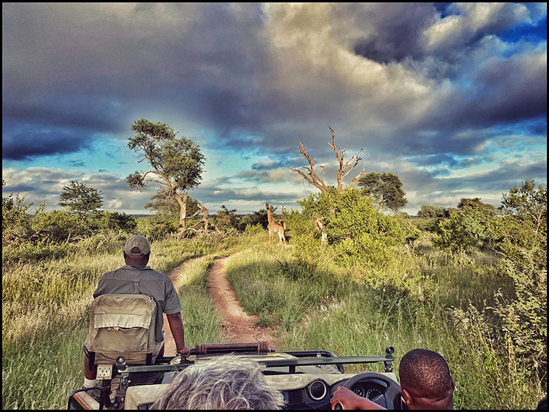 SAFARI SOUTH AFRICA
