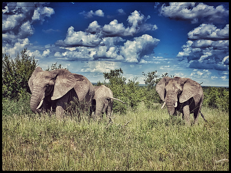SAFARI BIG FIVE