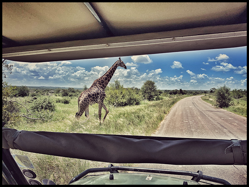 SAFARI AFRIQUE DU SUD