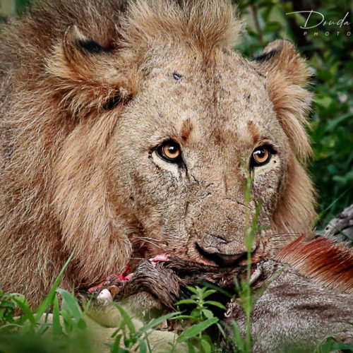 LION SAFARI