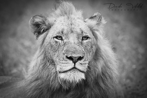 PORTRAIT BW LION LDW SIGNED