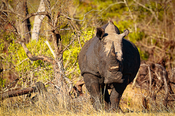 RHINOCEROS SAFARI