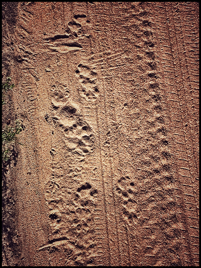 TRACKS BUSH WALK