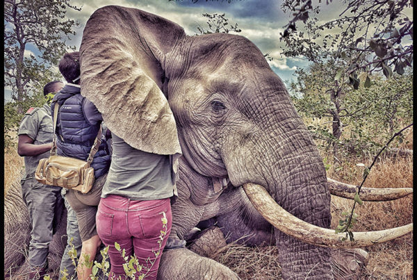 elephant conservation