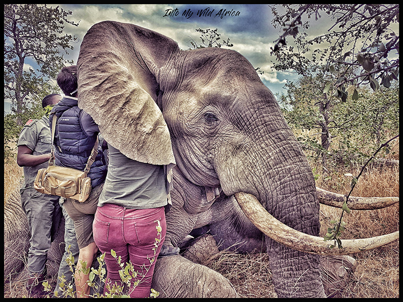 elephant conservation