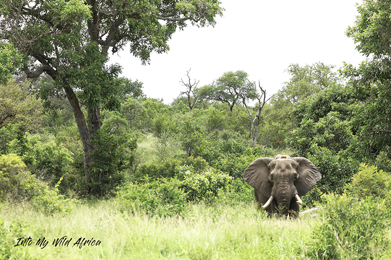 INTWANDAMELA ELEPHANT