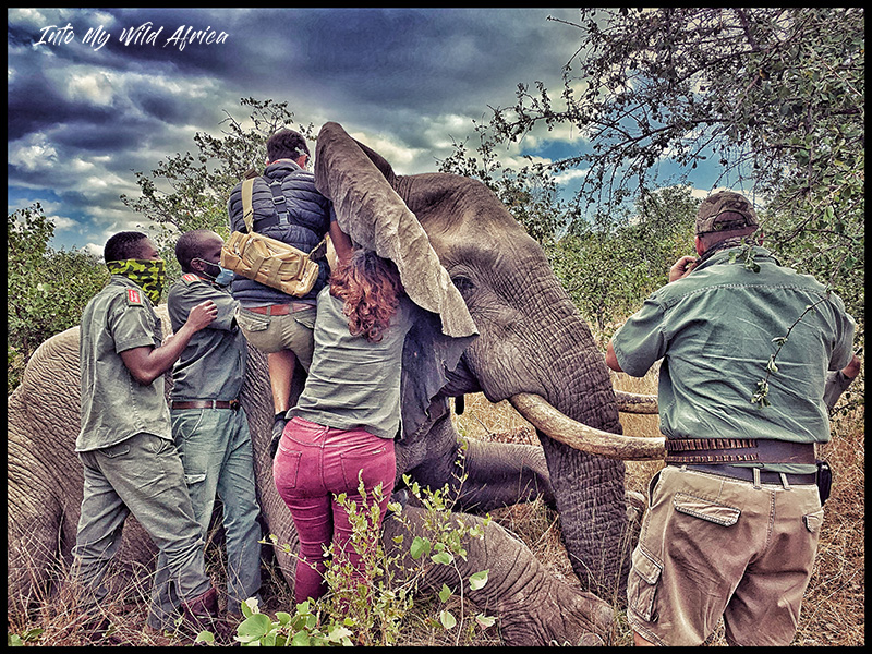 FORTUNATE ELEPHANT CONSERVATION