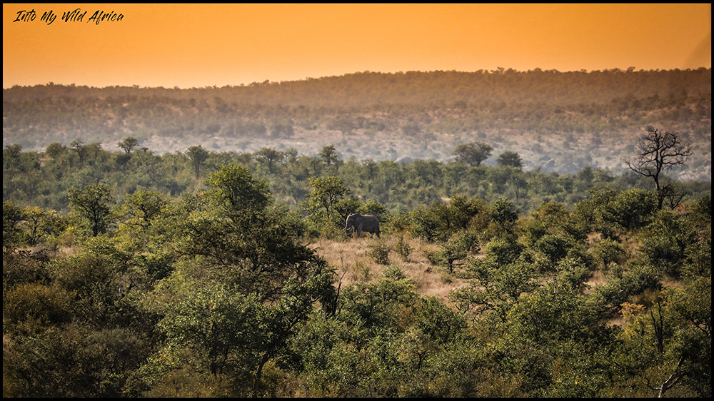 Face to face with a wild elephant in the african bush for a very special mission