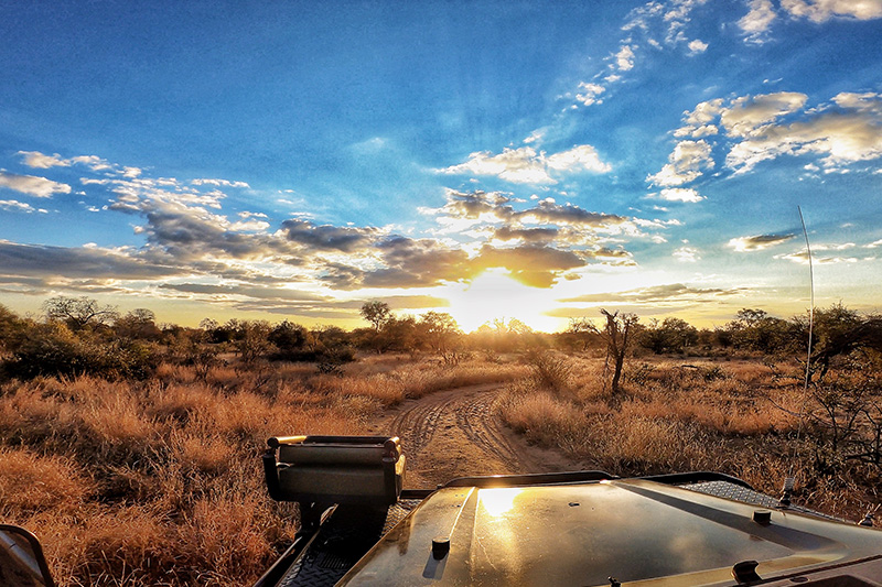 SAFARI AFRIQUE DU SUD