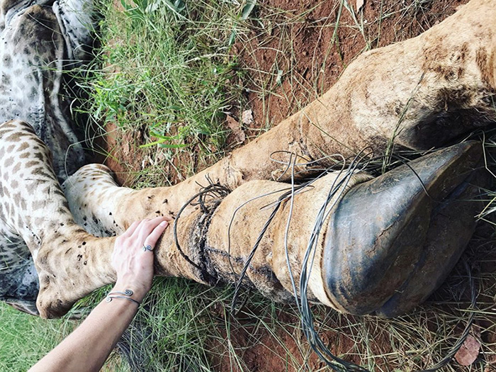 INJURED GIRAFFE