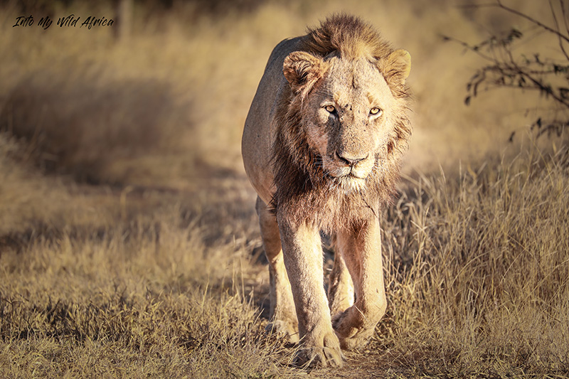 LION SAFARI