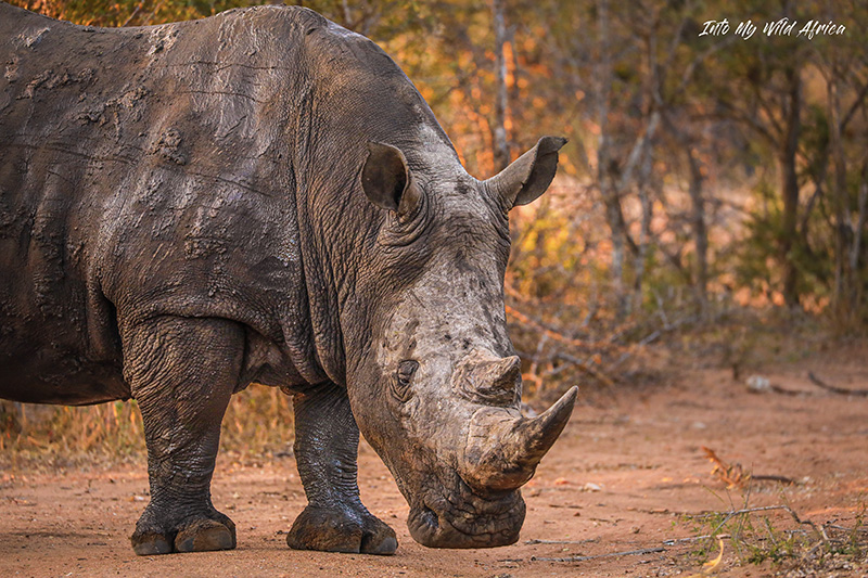 RHINOCEROS AFRIQUE DU SUD