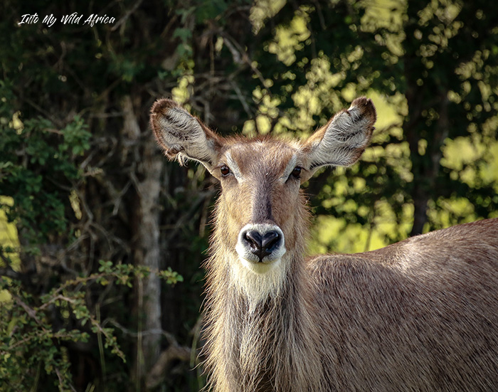 WATERBUCK INTO MY WILD AFRICA