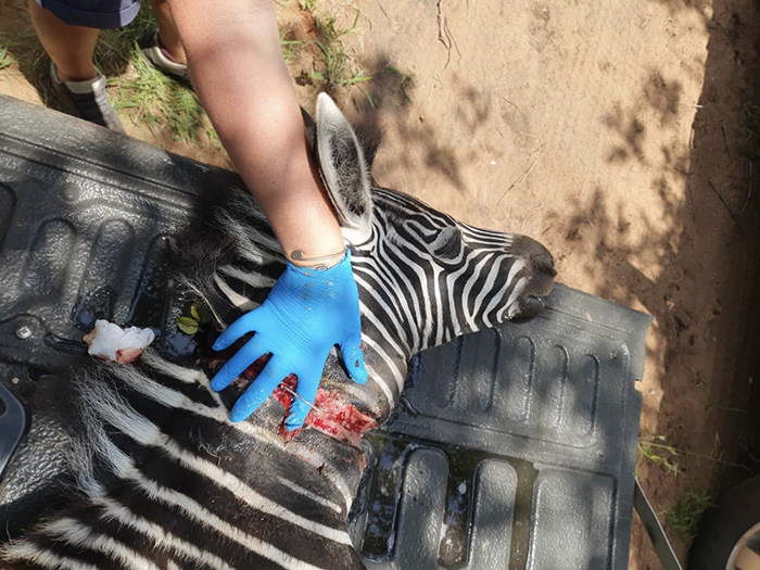 INJURED ZEBRA