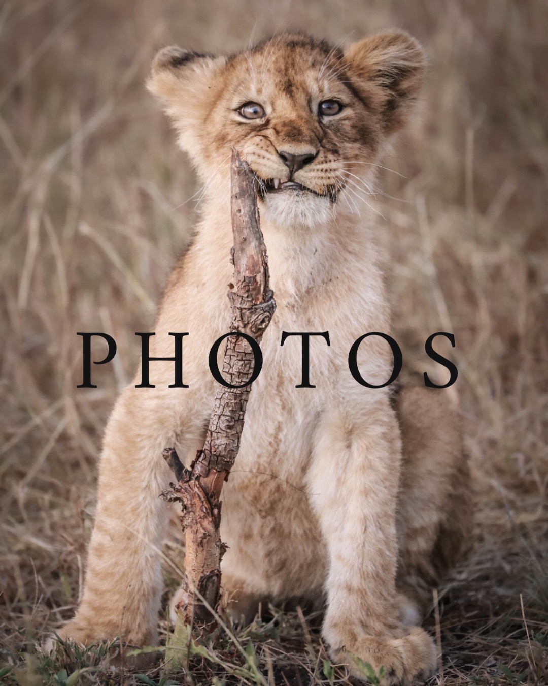 WILDLIFE PHOTOS